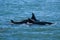 Orcas swimming on the surface, Peninsula Valdes,