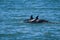 Orcas swimming on the surface, Peninsula Valdes,