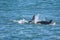 Orcas swimming on the surface, Peninsula Valdes,