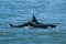 Orcas swimming on the surface, Peninsula Valdes,