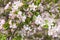 Orchard apple tree branch covered in beautiful apple blossoms in Okanagan Valley