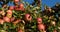 The orchard apple trees, France. Fruits on trees.