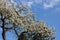 Orchard. Apples Flowers Blooming With Young Green Leaves