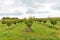 Orchard with apricots. Apricot tree farm in Serbia