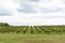 Orchard with apricots. Apricot tree farm in Serbia