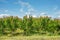 Orchard with apricots. Apricot tree farm in Serbia