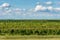 Orchard with apricots. Apricot tree farm in Serbia