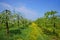 Orchard, blooming apple trees