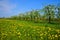 Orchard, blooming apple trees and a meadow with dandelions