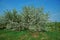 Orchard, blooming apple trees, spring