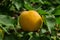 An orchard. Branch of an apricot tree with apricot Latin: Prunus armeniaca, close up