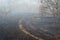 Orchard burned by wildfire at the dry season in Guanacaste province, Costa Rica