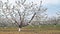 Orchard of cherry trees