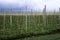 Orchard with columned apple trees on a trellises