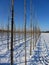 Orchard covered with snow in winter