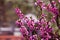 Orchard with delicate branch of dwarf cherry in rich bloom, pink flowers in soft sunshine at a farm garden