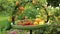 Orchard Delight Fruit Feeder