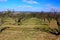 An orchard in East Farleigh