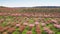 Orchard farm. Rows of trees