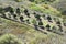 An orchard in Firgas, Gran Canaria