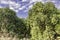 An orchard with grapefruit trees with ripe fruits on the branches.