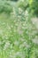 Orchard Grass, Selective Focus, Vertical Capture