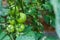 An orchard growing tree tomatoes in greenhouse. Tomatoes harvest.