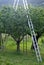Orchard with ladder propped to fruit trees during harve