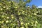 orchard with many apples and apple trees laden with fruit that are ripening