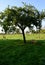 Orchard Meadow in Autumn in the Sunder in the Town Walsrode, Lower Saxony