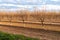 orchard with naked trees plantation landscape, cultivation