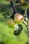 An orchard in north Wales. Ripe cider apples.