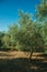 Orchard with olive trees in a farm