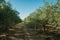 Orchard with olive trees in a farm