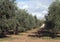 Orchard of olive trees near Lama D`Antico