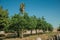 Orchard with orange trees full of fruits in a farm