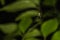 An orchard orbweaver spider on its web against a dark leafy background