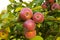 Orchard. Organic apples. Fruit without chemical spraying