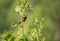 Orchard Oriole Perched on Branch