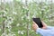 Orchard owner or gardener works with gadget and takes photo of plants, control growing and collect data