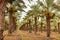 Orchard with palm date trees