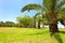 Orchard with palm date trees against a blue sky