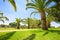 Orchard with palm date trees against a blue sky