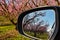 Orchard of peach trees in bloomed in spring in the plain of Veria in northern Greece