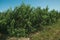 Orchard with peach trees laden with ripe fruits