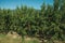 Orchard with peach trees laden with ripe fruits