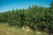 Orchard with peach trees laden with ripe fruits