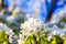 Orchard pear tree white spring flowers closeup on background of blue sky. Beautiful orchard spring blossom