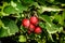 Orchard. Red ripe hawthorn berries on a background of green leaves.