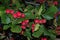 Orchard. Red ripe hawthorn berries on a background of green leaves.